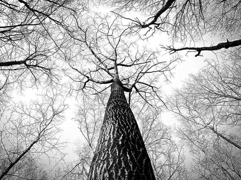 Vertical
