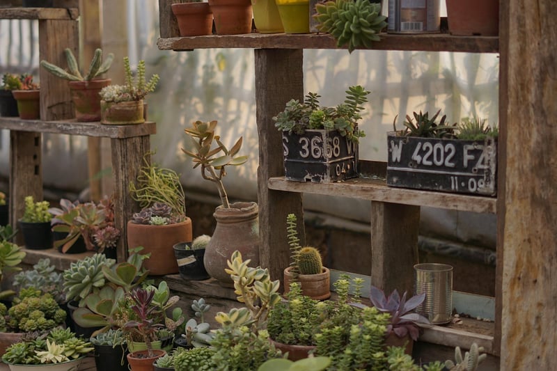 Succulents